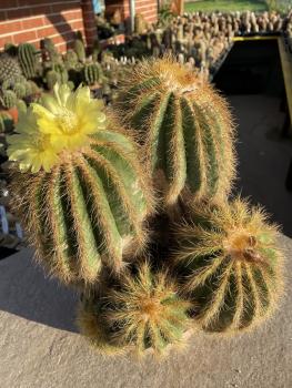 Notocactus magnificus braun